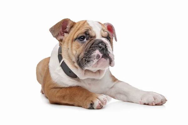 Inglés Bulldog puppy — Foto de Stock