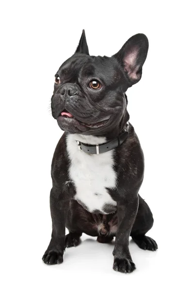 Svart og hvit fransk bulldog – stockfoto
