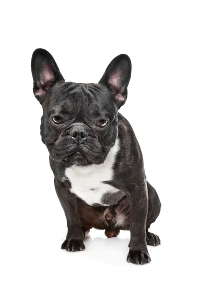 Bulldog francés blanco y negro — Foto de Stock