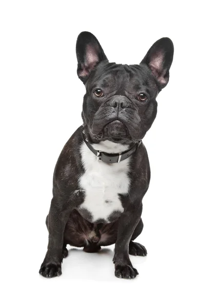 Black and White French Bulldog — Stock Photo, Image