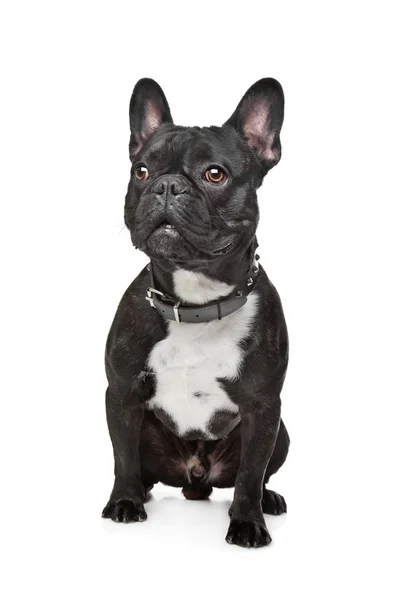 Bulldog francese in bianco e nero — Foto Stock