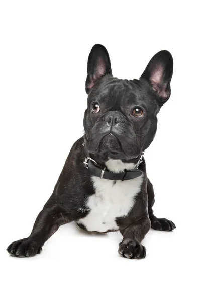 Schwarz-weiße französische Bulldogge — Stockfoto