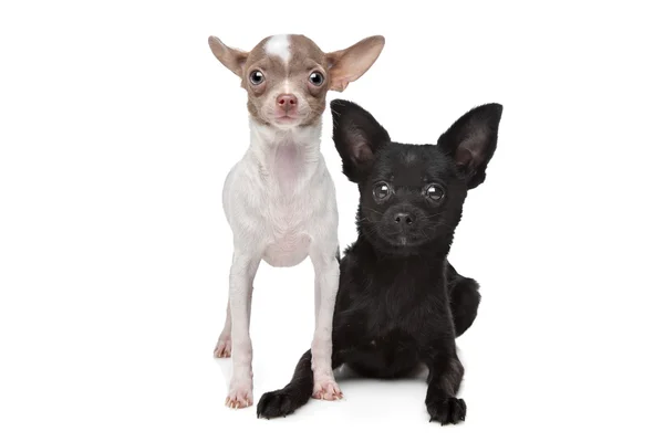 Zwei Chihuahuas — Stockfoto