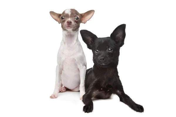 Dwie Chihuahua — Zdjęcie stockowe