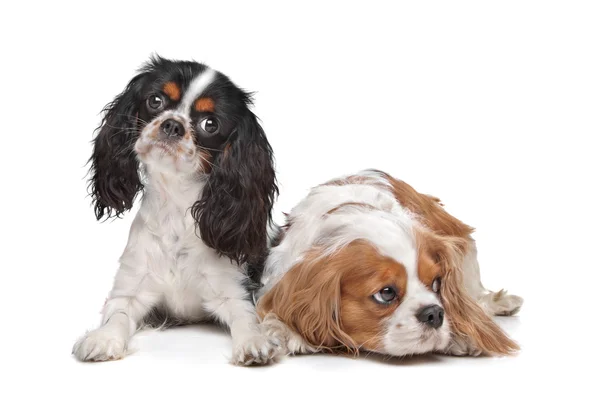 Två Cavalier King Charles Spaniel hundar — Stockfoto