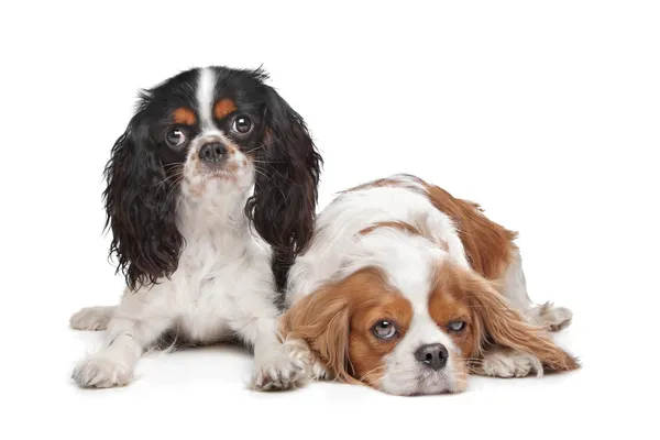 Два кавальєрських короля Чарлз Спаніель собаки — стокове фото