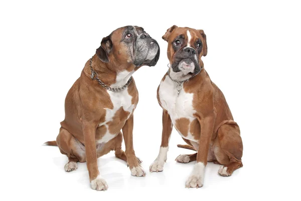 Two plain fawn Boxer dogs — Stock Photo, Image