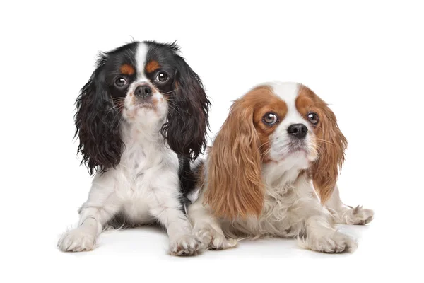 Dois Cavalier King Charles Spaniel cães — Fotografia de Stock