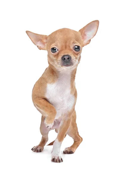 Chihuahua em miniatura — Fotografia de Stock