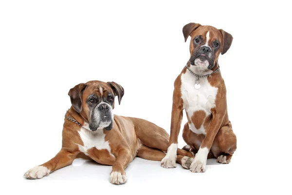 Iki düz açık kahverengi boxer köpek — Stok fotoğraf