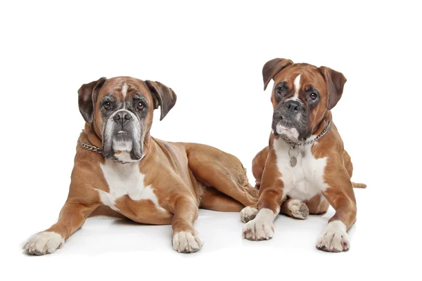 Dois cães Boxer fawn simples — Fotografia de Stock