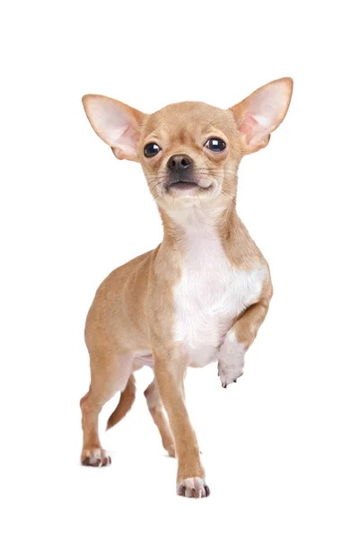 Chihuahua em miniatura — Fotografia de Stock