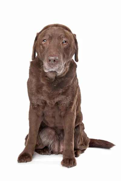 Starý smutný čokoládový Labrador — Stock fotografie