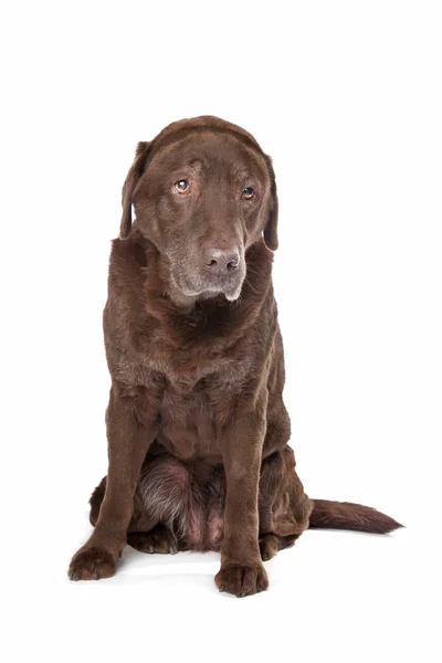 Velho e triste chocolate Labrador — Fotografia de Stock