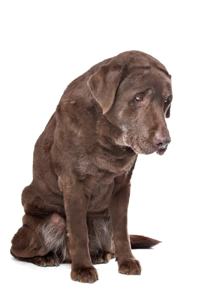 stock image Old sad chocolate Labrador