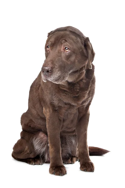 Stary sad labrador czekoladowy — Zdjęcie stockowe