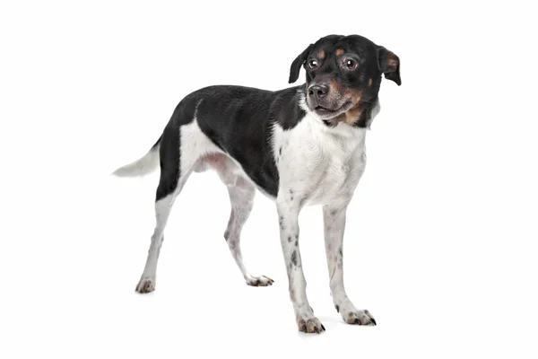 Boerenfox (nederländska Terrier) — Stockfoto