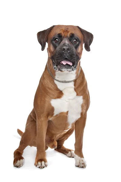 Boxer kutya — Stock Fotó