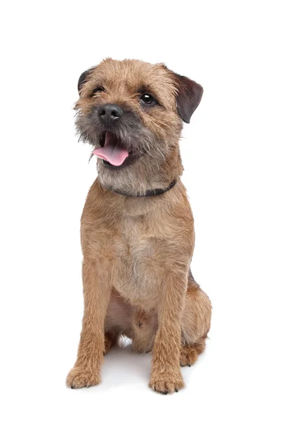 Border Terrier — Stockfoto