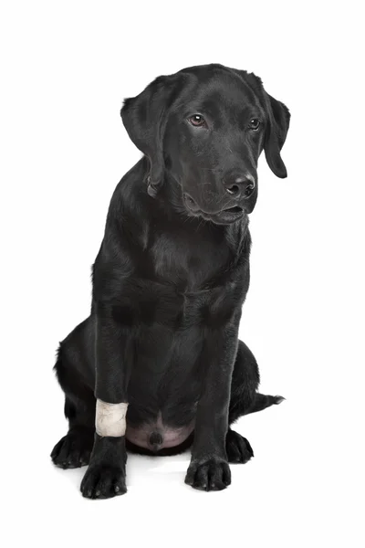 검은 래브라도 강아지 — 스톡 사진