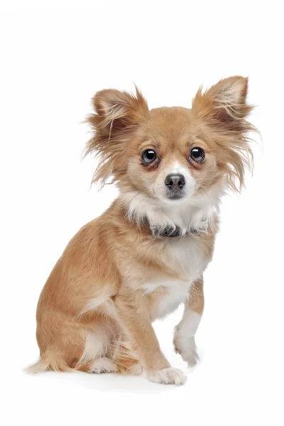 Chihuahua-Mischling — Stockfoto
