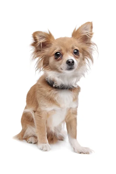 Kevert tenyészt Chihuahua — Stock Fotó