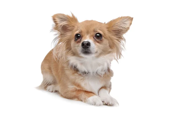 Raça mista Chihuahua — Fotografia de Stock