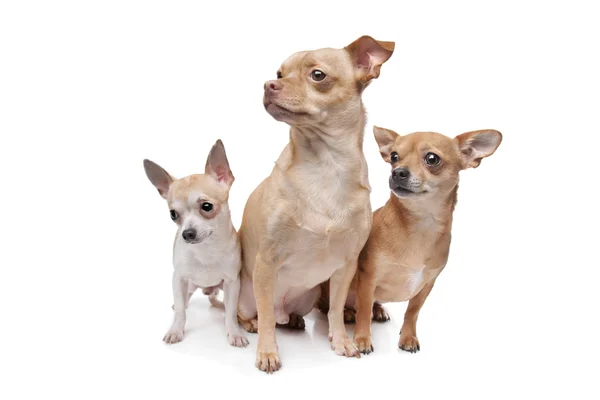 Üç chihuahua köpek — Stok fotoğraf