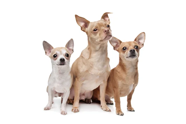 Trois chiens chihuahua — Photo