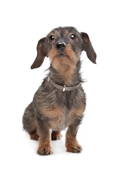 Wire-haired dachshund — Stock Photo, Image