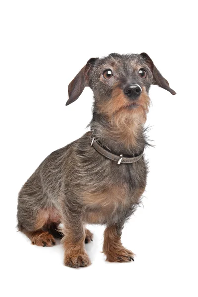Wire-haired dachshund — Stock Photo, Image