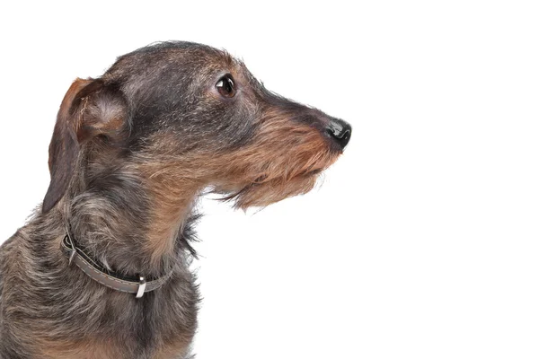 Kırçıl dachshund — Stok fotoğraf