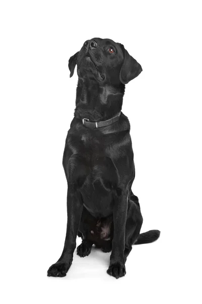 Labrador negro — Foto de Stock