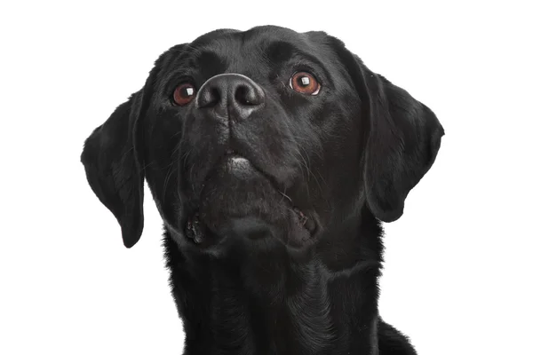 Black Labrador — Fotografie, imagine de stoc