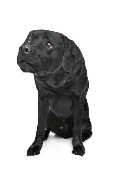 Labrador negro — Foto de Stock