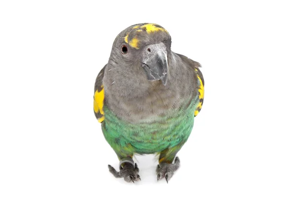 stock image Meyer Parrot