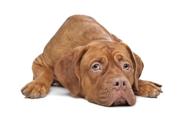 Dogue de bordeaux — Zdjęcie stockowe