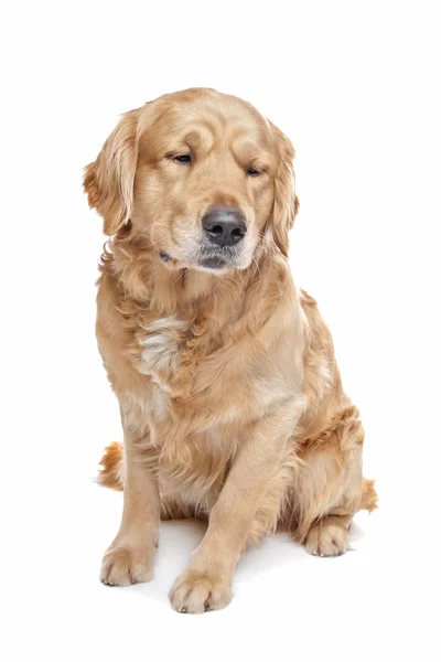 Gouden retriever — Stockfoto