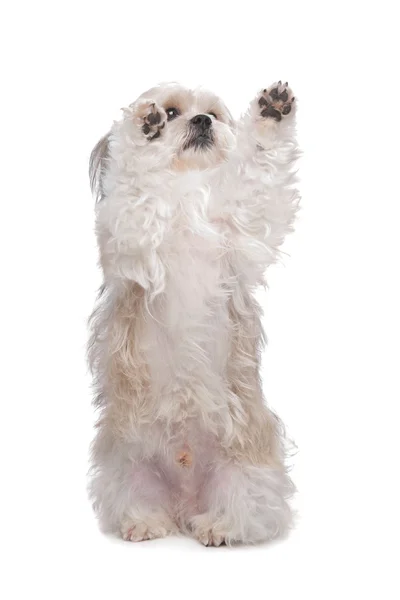 สุนัขบูมเมอร์ — ภาพถ่ายสต็อก