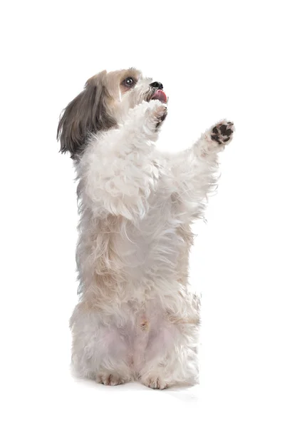 Boomer dog — Stock Photo, Image