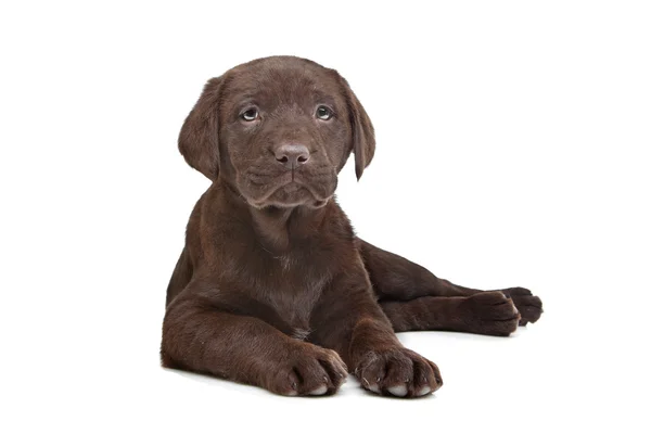 Filhote de cachorro de chocolate Labrador — Fotografia de Stock
