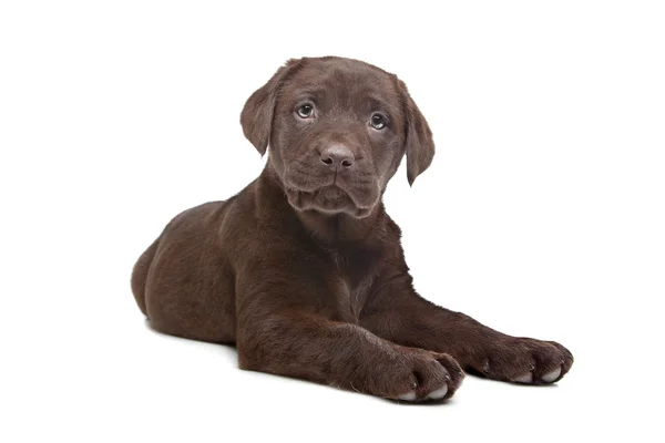 Chocolate Labrador puppy — Stock Photo, Image