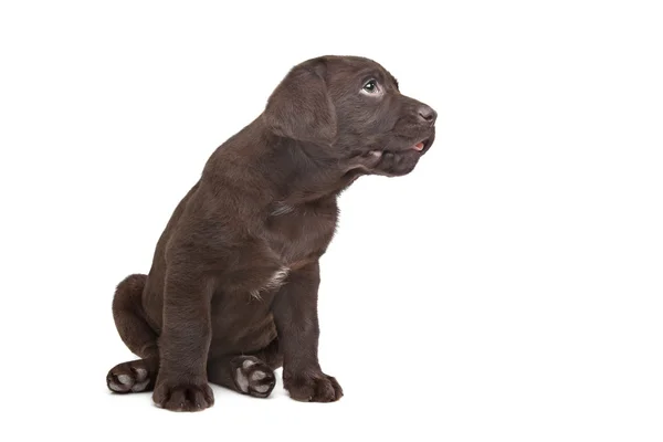 Cucciolo labrador al cioccolato — Foto Stock