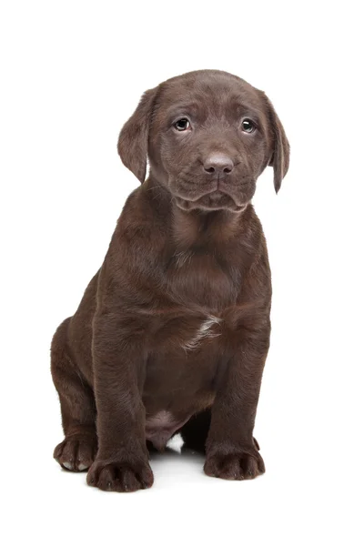 Filhote de cachorro de chocolate Labrador — Fotografia de Stock