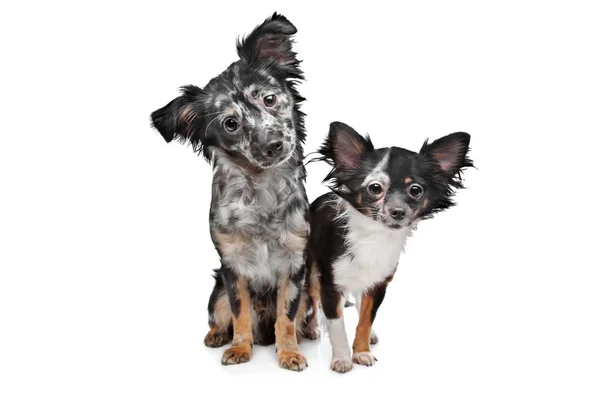 奇瓦瓦州的两只狗 — 图库照片