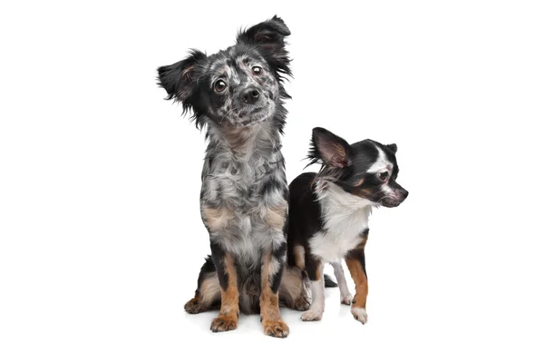 Дві собаки Чіхуахуеньо — стокове фото