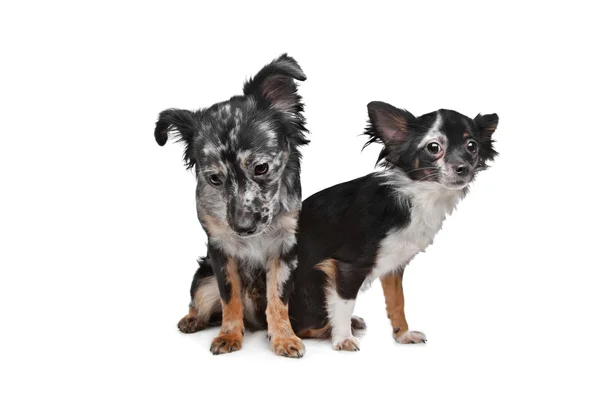Två chihuahua hundar — Stockfoto