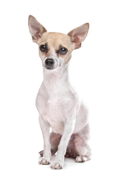 Kısa saçlı chihuahua köpeği. — Stok fotoğraf