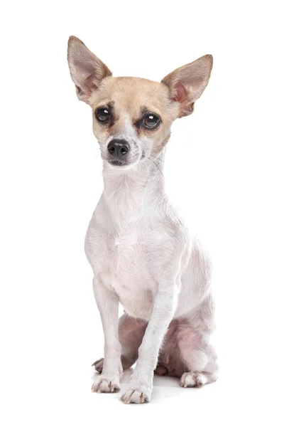 Short haired chihuahua puppy — Stock Photo, Image