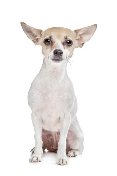 Short haired chihuahua puppy — Stock Photo, Image